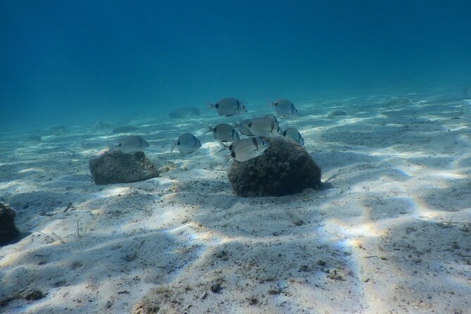 3 Hour Private Scuba Diving Experience - Key Things That Make This 3-Hour Private Scuba Try-Out Worth It
