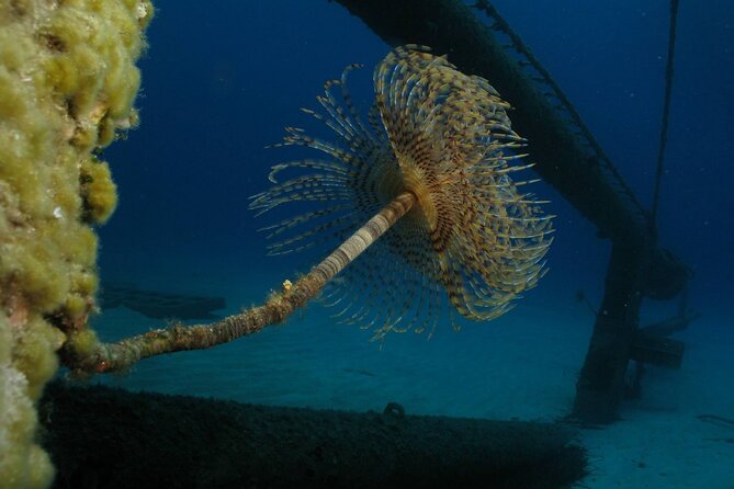 Adventure Dives for Certified Divers in Nea Makri, Athens - Choosing a shorter option versus a full double-tank day