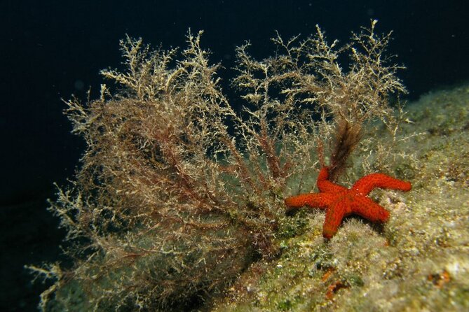Adventure Dives for Certified Divers in Nea Makri, Athens - Safety and health rules you must take seriously