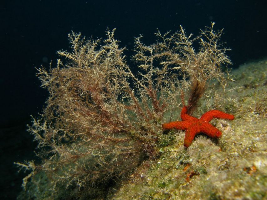 Athens: Adventure Dives in Nea Makri for Certified Divers - What’s included for the $64 price: where the value really comes from