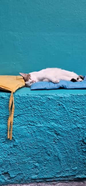 Athens: Cat Cafe Visit with Drink and Sweet - Key Highlights You’ll Care About