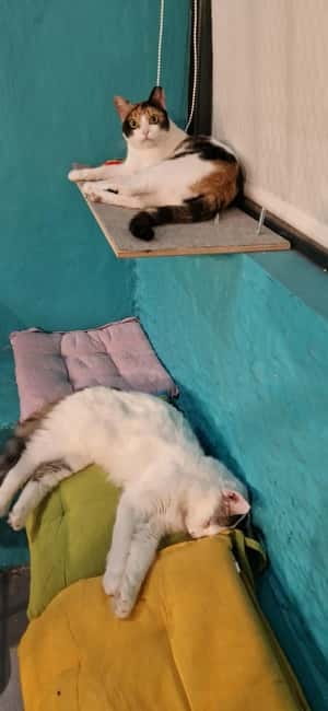 Athens: Cat Cafe Visit with Drink and Sweet - Why This Athens Cat Café Feels Like a Real Break