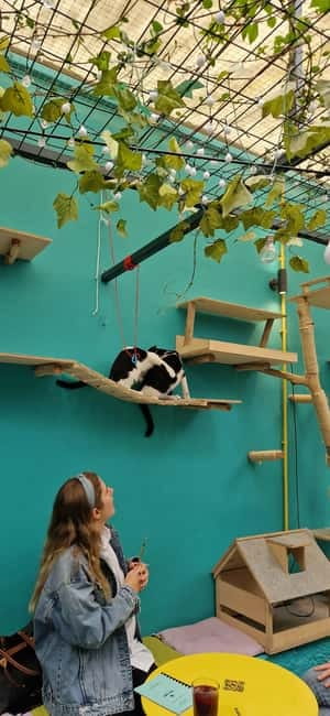 Athens: Cat Cafe Visit with Drink and Sweet - Your 1.5-Hour Flow: How the Visit Usually Plays Out