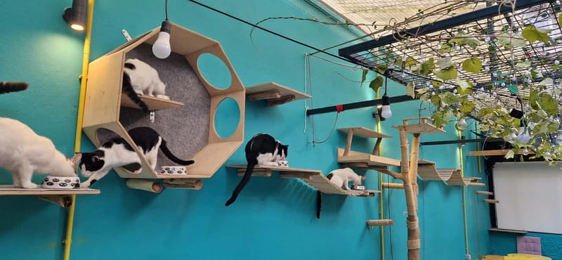 Athens: Cat Cafe Visit with Drink and Sweet - Inside the Café: Light, Seating, and the Cats in Their Own Space