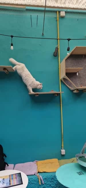 Athens: Cat Cafe Visit with Drink and Sweet - Your Drink and Sweet: Small Orders That Matter for Value