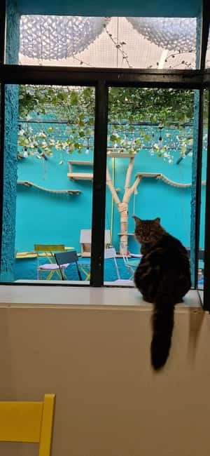 Athens: Cat Cafe Visit with Drink and Sweet - Staff Energy: Friendly Hosts Who Help You Enjoy the Cats