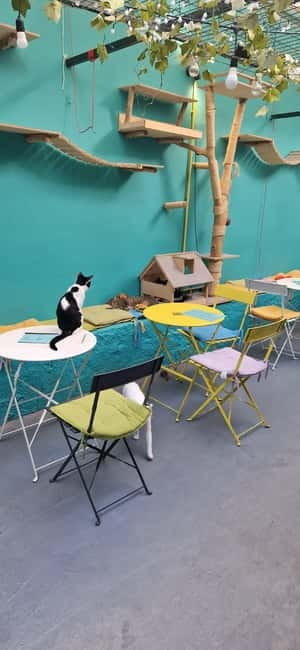 Athens: Cat Cafe Visit with Drink and Sweet - When to Go and How to Fit It Into an Athens Day