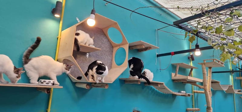 Athens: Cat Cafe Visit with Drink and Sweet - Who This Cat Café Visit Suits Best (and Who Might Skip It)