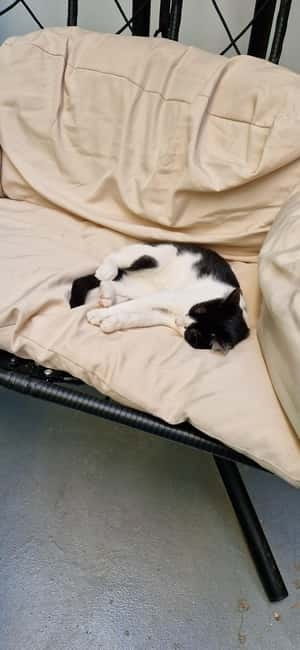 Athens: Cat Cafe Visit with Drink and Sweet - Price and What You Really Get for About $7.90