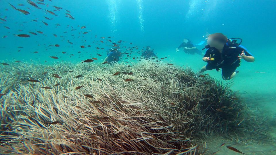 Athens East Coast: Discover Scuba Diving in Nea Makri - Who Should Book This, and Who Should Skip It