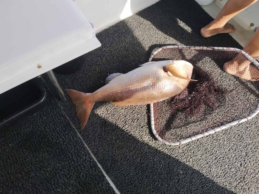 Athens: Fishing Trip Experience on a Boat with Seafood Meal - Logistics Without Headaches: Transfers, Timing, and Meeting Point