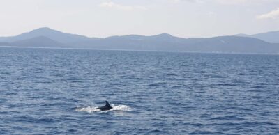 Athens Riviera Private Catamaran Cruise with Meal and Drinks - Your 5-hour plan: Pier 7, Alimos Marina, and two major coastal stops