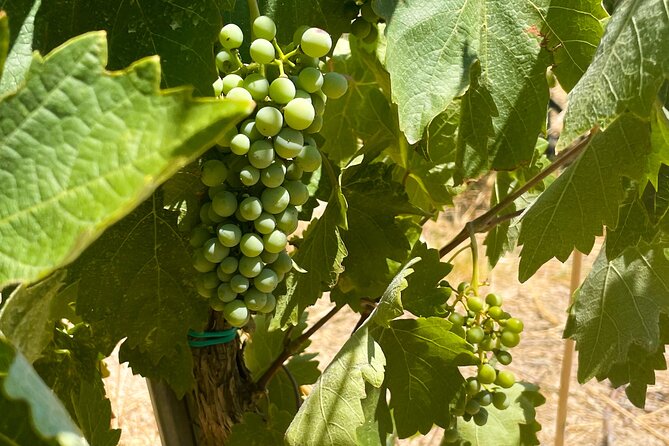 Athens to Nemea Wine Experience Tour - Why Nemea Works So Well for a Day Trip