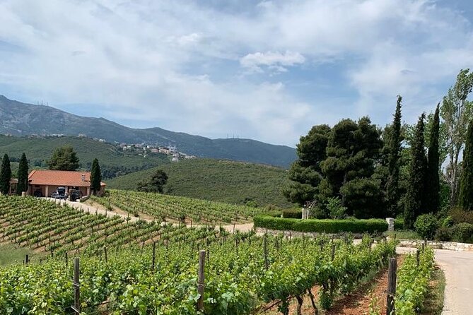 Athens Wine Tour - An Outstanding Full Day Experience For Dedicated Winelovers - Attica wineries: why this part of Greece matters