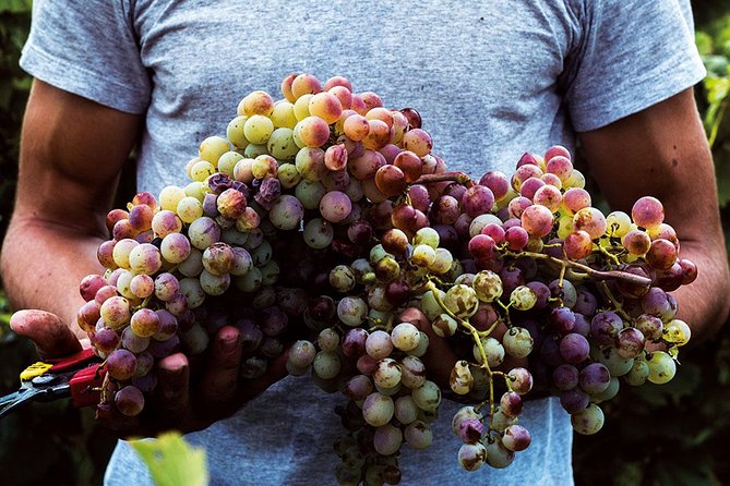 Athens Wine Tour - An Outstanding Full Day Experience For Dedicated Winelovers - What you’ll taste: local varieties and the role of Retsina