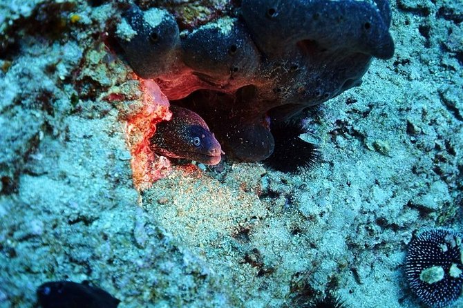 Discover Scuba Diving Private Fun Activity in Athens - Hotel pickup in Athens: the easiest part of your morning
