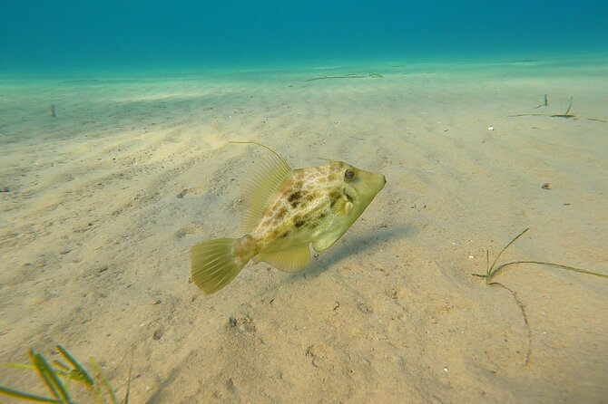 Discover Small Group Scuba Diving Experience in Nea Makri, Athens - What You’ll See Under the Surface (and Why That’s Still a Win)