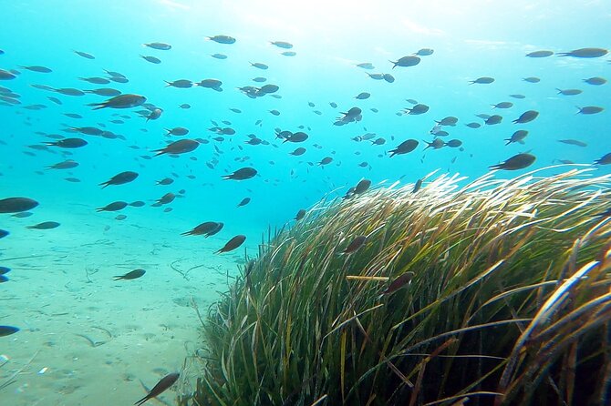Discover Small Group Scuba Diving Experience in Nea Makri, Athens - Who This Experience Fits Best