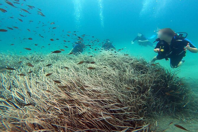 Discover Small Group Scuba Diving Experience in Nea Makri, Athens - Schinias Beach: The Underwater Classroom