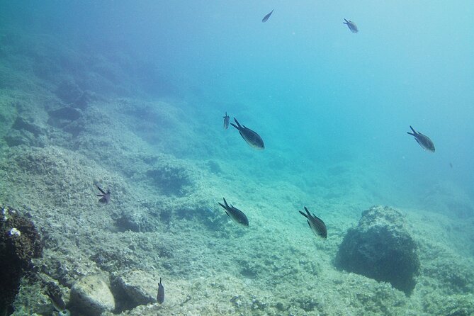 Double Shore Dive (certified divers) - Key highlights