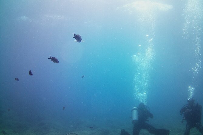 Double Shore Dive (certified divers) - Getting to Seals in Piraeus without stress