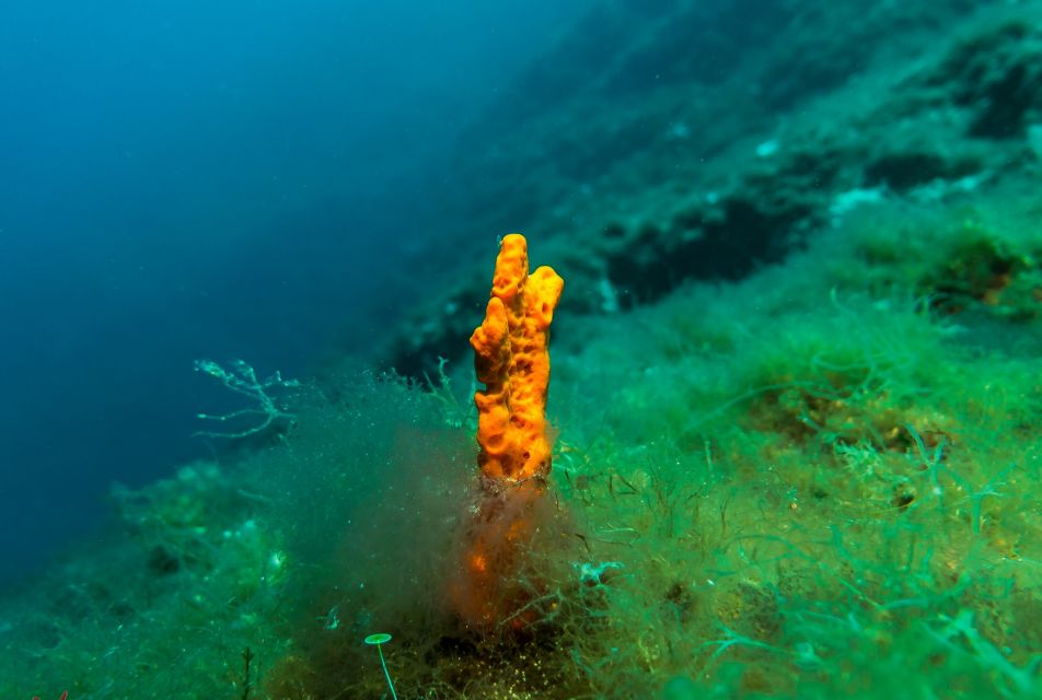 From Athens: Scuba Diving at the Blue Hole - The Blue Hole at Vouliagmeni: warm water and rock-wall structure