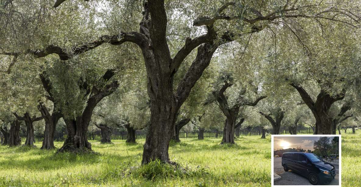 From Athens: Wine, Oil, & Cheese Tasting in Nemea & Argolis - Why This Athens Wine, Oil, and Cheese Day Feels Different