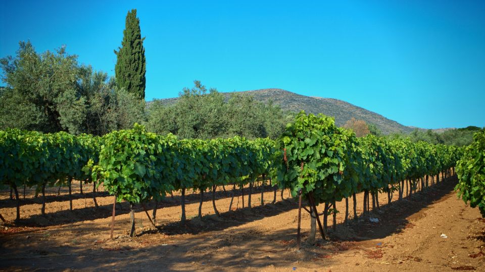 From Athens: Wine, Oil, & Cheese Tasting in Nemea & Argolis - Olive Mill and Winter Olive Oil: Tasting With a Snack