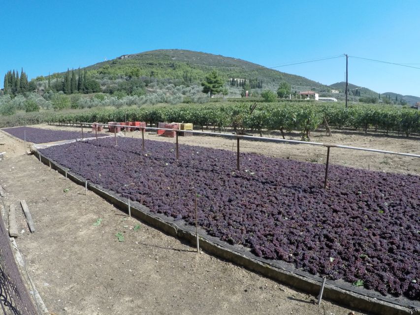 From Athens: Wine, Oil, & Cheese Tasting in Nemea & Argolis - Ancient Epidaurus Theatre and the Asclepion Area in One Walk