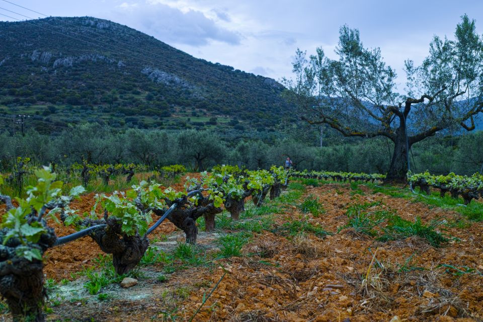 From Athens: Wine, Oil, & Cheese Tasting in Nemea & Argolis - Nemea Wine Country: Sampling PDO With a Local Pairing
