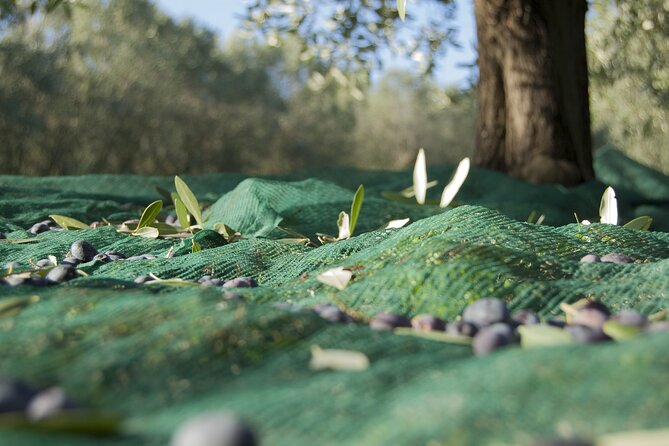 Full-Day Private Tour Corinth and Olive Oil Tasting from Athens - What to budget: entrances and meals