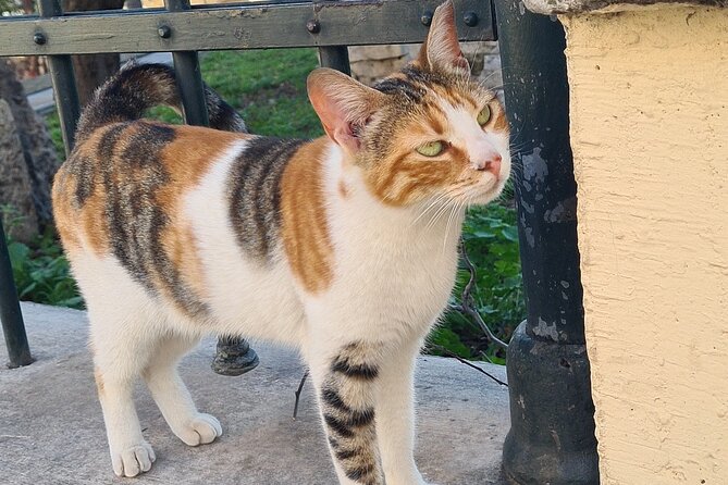 Meet the Cats of Acropolis and Thissio Private Tour - Price and value for a 1.5-hour private experience