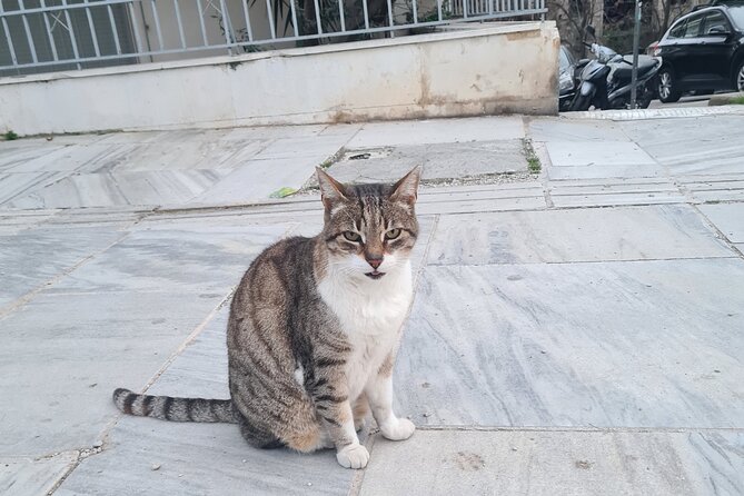 Meet the Cats of Acropolis and Thissio Private Tour - Stop 1: The Acropolis area and its cat colonies