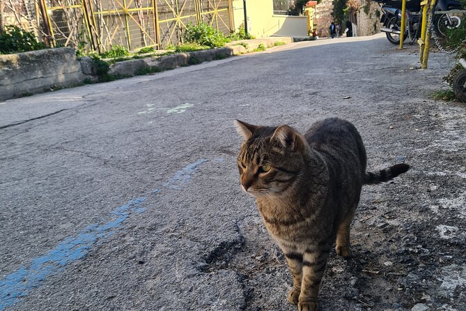 Meet the Cats of Acropolis and Thissio Private Tour - Stop 2: Thissio, the greener side under the Acropolis rock