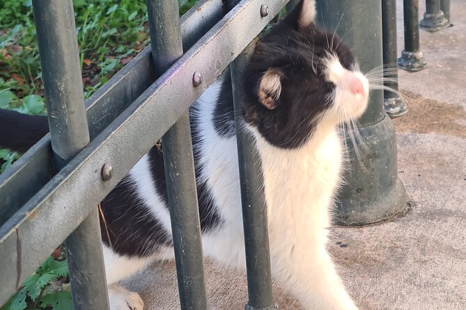 Meet the Cats of Acropolis and Thissio Private Tour - Stop 3: Plaka lanes, traditional houses, and more cat connections