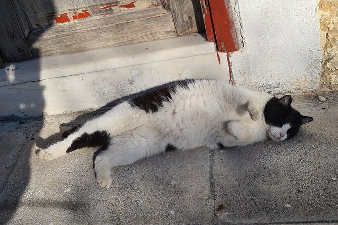 Meet the Cats of Acropolis and Thissio Private Tour - What a private cat guide actually adds (beyond the cute factor)