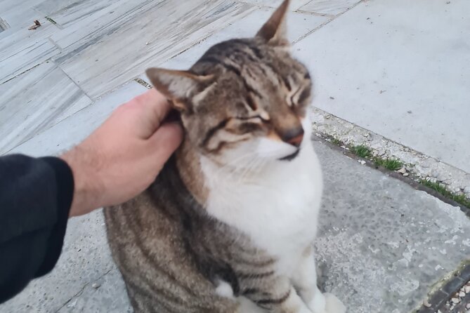 Meet the Cats of Acropolis and Thissio Private Tour - Timing, meeting point, and how to plan your day