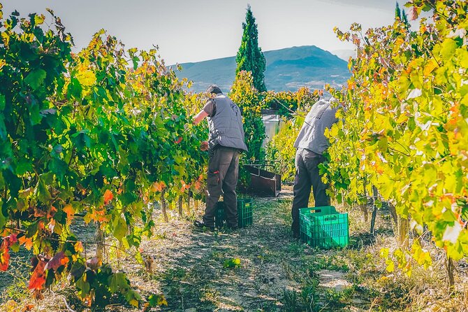 Nemea wine roads, The most famous wine tour in Greece - The Peloponnese drive: olives, citrus, and myth-on-the-road