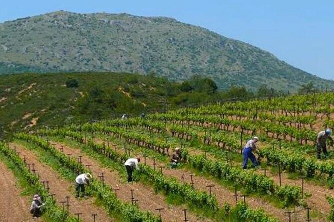 Nemea wine roads, The most famous wine tour in Greece - Wine tasting and meals: budgeting for what’s not included