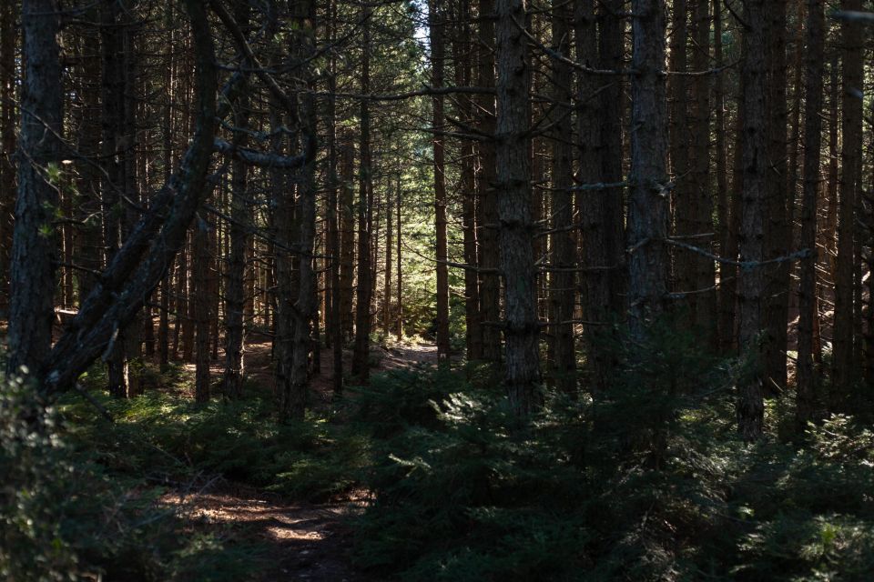 Parnitha (Parnis) / Skipiza & Mola loop - Hike near Athens - Mount Parnitha so close to Athens you can feel it