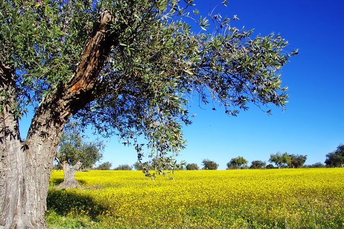 Private Day Trip to Marathon-Thermopylae - Pickup in Athens or Piraeus: Getting Started Without the Stress