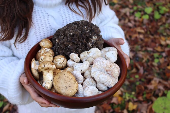 Private Daytrip for Truffle Mushroom Foraging and Wine Tasting - Key highlights from this private Evia day