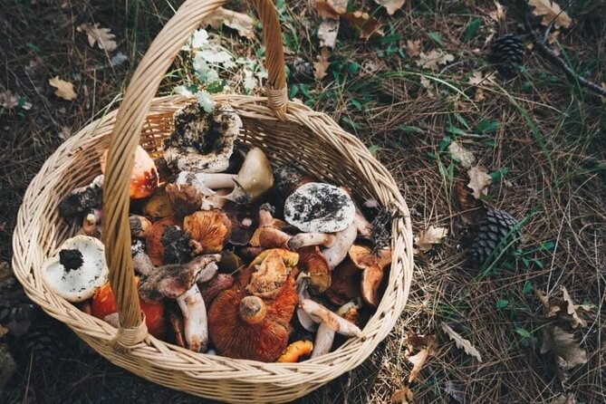 Private Daytrip for Truffle Mushroom Foraging and Wine Tasting - Why Truffle Hunting Outside Athens Works So Well