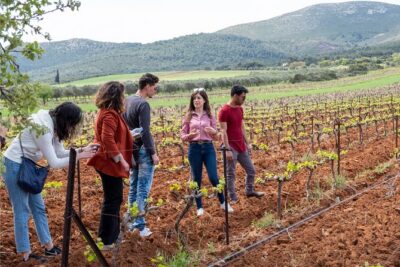 Private Tour and Tasting at Zeginis Winery - Ramnous vineyards: learn the vegetative cycle, not just the view