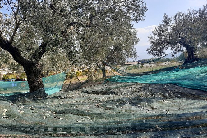 Private tour in Nafplio with Olive oil Tasting Tour in Corinth - The Value of a Private Day Trip: Comfort, Pace, and Control