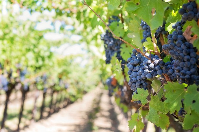 Private Wine Tasting Experience of Greek Awarded Wines at Athens Wine Suburb - Why this private Athens wine tasting fits your day