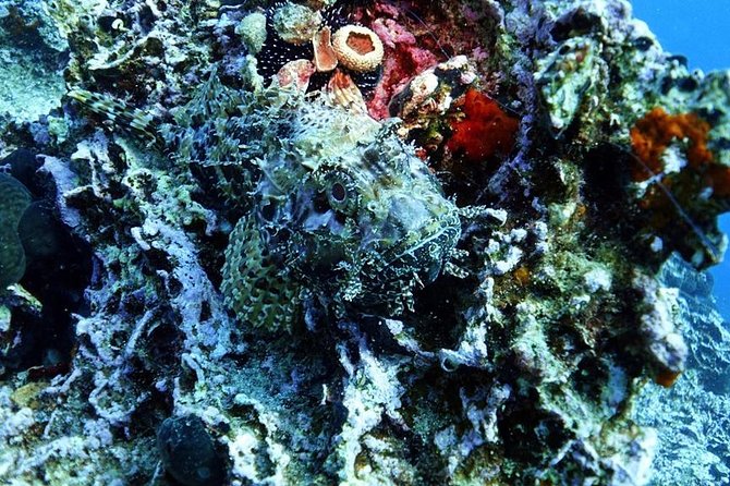 Snorkeling Fun Adventure in Athenian Riviera - Underwater Life You’ll Want to See (and How to Look)